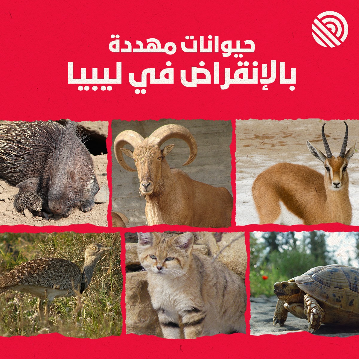 حيوانات في ليبيا مهددة بالانقراض